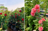 Cách trồng hoa hồng trong chậu cho hoa nở to như cái bát, rực rỡ suốt 4 mùa