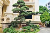 Thầy phong thủy dặn trồng cây mà phạm lỗi sắp xếp này thì tài lộc không thấy chỉ thấy vận hạn kéo tới
