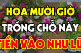 Có nên trồng hoa Mười Giờ trước cửa nhà không?