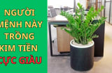 Những người thuộc 2 mệnh này trồng cây Kim tiền cực giàu: Sự nghiệp thăng tiến, công danh rạng rỡ