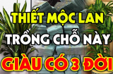 Tuổi này cực hợp với cây Thiết Mộc Lan: Trồng 1 cây trong nhà làm ăn đắc lộc, tiền tiêu thoải mái