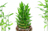Người thuộc tuổi này nhớ trồng một chậu trúc phú quý, đảm bảo sự nghiệp thăng tiến, tình duyên được thần Phật gia hộ