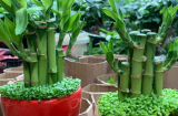 Trồng trúc phát tài đừng chỉ tưới nước, làm 3 điều này lá xanh tươi, rước lộc vào nhà