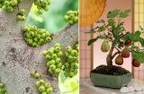 Có nên trồng cây sung trước nhà không?