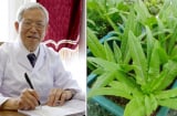 Loại rau giàu canxi gấp 36 lần canh xương: Ăn sống hay chín đều rất tốt mà ít ai hay biết