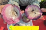 Loại quả chỉ duy nhất Việt Nam xuất khẩu trên thế giới, lượng sắt gấp 4 lần táo