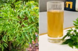 Lợi ích của việc uống nước lá đinh lăng tươi