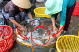 8 loại cá 'đại bổ' ngang nhân sâm, tổ yến: Vừa ngon, vừa rẻ bán đầy ngoài chợ
