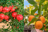 Các cụ dạy: Trước nhà trồng 5 cây ăn quả này, có quả ăn, lộc đến ào ào như nước