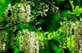Các cụ dặn: 'Chặt 3 cây này, táng gia bại sản, bần cùng kéo đến', con cháu nhớ cho kỹ