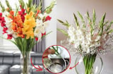 Cắm hoa đừng chỉ dùng nước lã: Thêm vài giọt này hoa tươi cả tuần không tàn