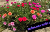 Có nên trồng hoa mười giờ trước cửa để 'mở vận' đón thần Tài?