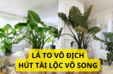 Loại cây này tạo thế uy nghi giàu mạnh, 1 cây đủ hút tài lộc thiên hạ, lại dễ trồng xanh tốt quanh năm
