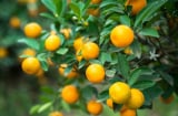 Tổ Tiên dặn chẳng sai: '3 cây cảnh như ý, cát tường này, xuân về mang điềm lành, tài lộc đến nhà'