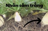 Loại củ chứa 3 vitamin, quý như 'nhân sâm trắng' mà giá chưa đến 20 nghìn/kg
