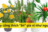 Cây cảnh cũng thích mê gia vị mà người hay ăn, tưới 4 loại gia vị này hoa nở rực rỡ, tránh vàng lá