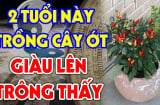 Có nên trồng cây ớt trước cổng vào nhà không?