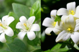 Người thuộc tuổi này nhớ cẩn trọng khi trồng cây nguyệt quế kẻo hao tài mất lộc? Trồng nguyệt quế thế nào cho đúng?