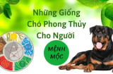 Nuôi chó đực hay chó cái trong nhà để tăng vận tài lộc?