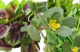 Tại sao xưa đói toàn ăn rau dại, khoai sắn thì lại khỏe, giờ thì bồi dưỡng tốt hơn nhiều mà ốm bệnh hơn?