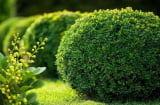 Trồng cây hoa ngâu trước nhà có được không? Hoa ngâu có ý nghĩa gì về phong thủy?