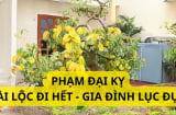 Thầy phong thủy dặn kỹ điều đại kỵ khi trồng cây khế trong nhà để thu hút tài lộc, tránh gặp xui xẻo
