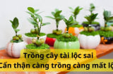 Thầy phong thủy lắc đầu 'cây tài lộc đặt chỗ này tưởng đẹp nhưng lại là xung', bảo sao hao tài tốn của