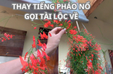 3 loại cây cảnh nở hoa như pháo, trồng ngay đón Tết nguyên đán may mắn, thay tiếng pháo nổ gọi tài lộc về