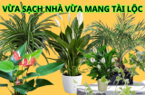 Gợi ý những cây hút bụi mịn cực tốt, sống được trong nhà thiếu sáng, vừa giúp bạn thư giãn còn hút tài lộc