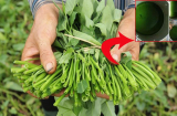 Rau muống nhiễm chì, phun đầy thuốc có 1 điểm, cứ nhìn qua bằng mắt thường là biết