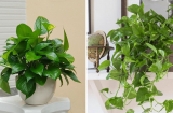 Trồng cây trầu bà hút lộc, thanh lọc không khí: Chỉ cần mẹo này cây xanh tốt, dài hàng mét
