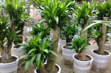 4 cây cảnh dưỡng người, hút lộc, bậc nhất trồng ở nhà nào, nhà ấy làm ăn phất như diều gặp gió