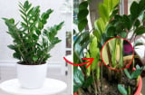 Cây kim tiền càng nhiều hoa càng hút lộc: Làm cách này hoa kim tiền mọc nhanh, nhiều gấp 5 lần