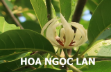 Có nên trồng cây hoa ngọc lan trước cổng nhà không?