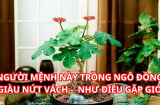 Có nên trồng cây ngô đồng ở cửa nhà? Những đại kỵ cần nhớ cho những người yêu thích cây ngô đồng