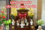 Vì sao nên đặt cây thủy sinh ở ban Thần tài?Gợi ý những cây thủy sinh khai mở mỏ vàng, Thần Tài phát lộc