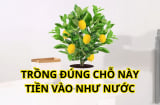 Cách trồng cây chanh phong thủy mang lại tài lộc, giúp bảo vệ sức khỏe, gia chủ ngày càng thịnh vượng
