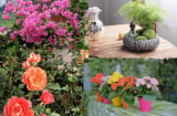 Những loại hoa nên cắt tỉa lúc sang đông, cắt càng mạnh hoa càng bung nở đẹp hơn vào dịp Tết và năm mới