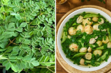 Loại rau tốt ngang tổ yến, canxi gấp 4 lần sữa bán đầy ngoài chợ: Nhiều người không biết mà ăn