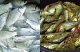 Loại cá một thời chỉ người nghèo ăn, nay bán 110.000 đồng/kg vẫn được người thành phố ‘săn lùng’