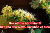 Ngắt 1 cành giâm vào đất, cây cho giàn hoa chĩu chịt tỏa hương thơm ngát thu hút Thần Tài, tăng cường sức khỏe