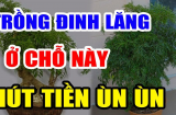 Vị trí tốt nhất trồng Đinh Lăng thu hút tài lộc, cây càng lâu năm gia chủ càng giàu có