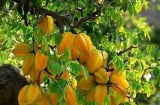 1 điều đại kỵ, 2 điều nên làm khi trồng cây khế trong nhà để thu hút tài lộc vận may sung túc