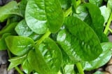 Loại rau được mệnh danh là 'vua rau', giá rẻ, không phun thuốc, ngừa ung thư cực hiệu quả