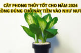 Trồng cây vạn niên thanh ở chỗ này, tài lộc vào như nước vạn sự hanh thông, cực tốt cho phong thủy năm 2024