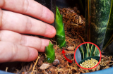 Trồng Lưỡi Hổ muốn chồi non đâm tua tủa chỉ cần vùi thứ này vào đất là xong