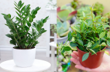 5 cây cảnh toả ra mùi “giàu sang', tên đẹp dáng sang, mua về trưng trong nhà hay làm quà Tết đều hết sẩy