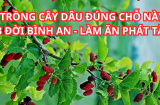 Tổ tiên dặn kỹ: Cây dâu trước nhà đang giàu mấy cũng lụi bại nhưng chuyển đúng chỗ này thì như có vàng mười