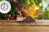 Chuyên gia nói 2 thời điểm uống cà phê khiến chúng hại như thuốc độc, hãy nhớ chuyển ngay sang thời điểm vàng này