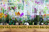 Người xưa truyền lại: Nhà có 5 loại hoa này không phú cũng quý, con cháu tài giỏi Shbet111 slot, casino, thể thao, xổ số cát tường
